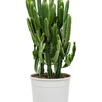 Euphorbia Zimmerpflanzen