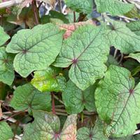 Baumspinat (Fagopyrum cymosum)
