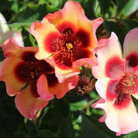 ‘Fancy Babylon Eyes’