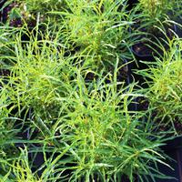 Faulbaum (Rhamnus frangula) 'Fine Line'