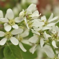 Felsenbirne (Amelanchier ovalis)