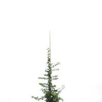 Feuerdorn 'Teton'