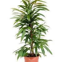 Ficus binnendijkii
