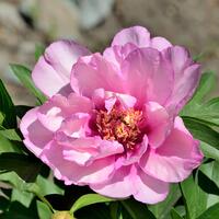 Paeonia Itoh 'First Arrival'