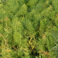 Fenchel