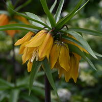 Kaiserkrone 'Paradise Beauty’ 