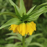 Kaiserkrone 'Lutea’