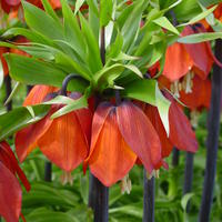 Kaiserkrone 'Rubra’
