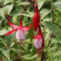 Winterharte Fuchsien