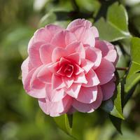 Kamelie (Camellia japonica) ‘Mrs. Tingley’
