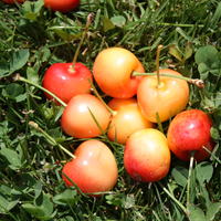 Ssskirsche 'Moonlight'