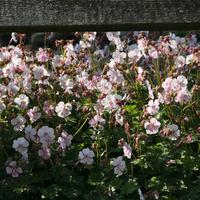 Geranium cantabrigiense 'Biokovo'