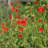 Nelkenwurz - Geum