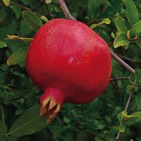 Grenadier 'Crimson Sky'