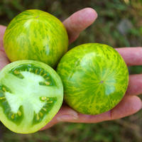 Grne Tomaten
