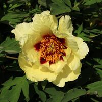 Paeonia Itoh 'Hai Huang'