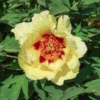 Paeonia Itoh 'Hai Huang'