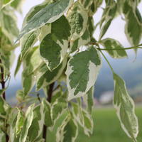Hartriegel (Cornus alba) ‘Elegantissima’