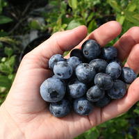 Heidelbeere Blue Dessert