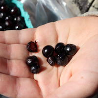 Heidelbeere Huckleberry Pacific Spear