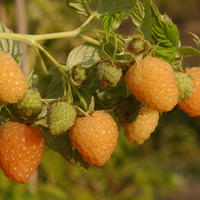 Primeberry 'Autumn Amber'