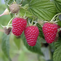 Himbeeren