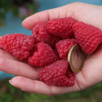(besonders) ssse Himbeeren