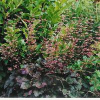 Heuch�re 'Palace Purple'