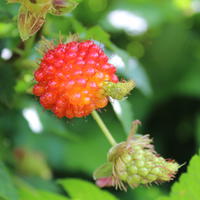 Pacific Rose