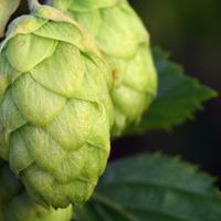 Hopfenpflanze(Humulus lupulus) 'Hallertauer mittelfrh'