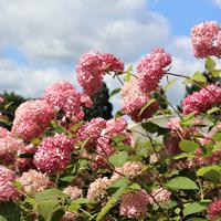 Hortensie 'Pink Annabelle'®