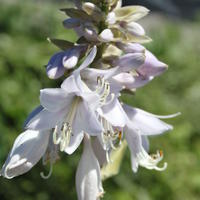 Hosta sieboldiana 'Blue Angel'