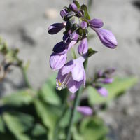 Funkie (Hosta tokudama) 'Blue Cadet'