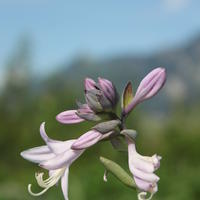 Funkie (Hosta x cult.) 'Ground Master'