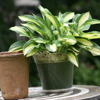 Hosta x cultorum 'Gipsy Rose'