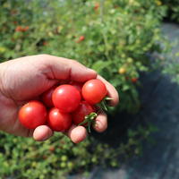 Strauchtomaten