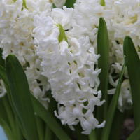 Hyazinthe 'Aiolos'