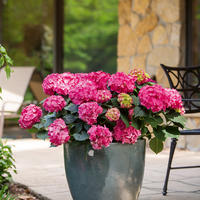 Hortensie Endless Summer 'SummerLove' pinkrot