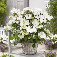 Girlanden Hortensie