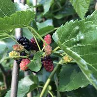 Maulbeere 'Pendula' - hngender Maulbeerbaum