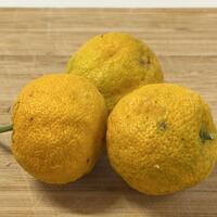 Switrus Zitrone 'Yuzumelo'
