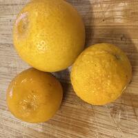 Switrus Mini-Orange 'Glen'
