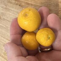 Switrus Grapefruit 'Yuma'