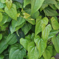 Yam (Dioscorea batatas) ‘Dr. Yao’