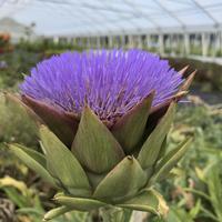 Artischocke (Cynara scolymus) ‘Grosse Grne’