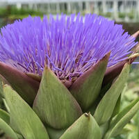 Artischocke (Cynara scolymus) ‘Grosse Grne’