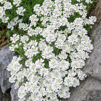 Schleifenblume