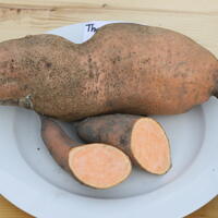 Thanksgiver� S�sskartoffeln