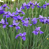 Sibirische Iris 'Dreaming Spires'
