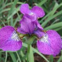 Sibirische Iris 'Even'